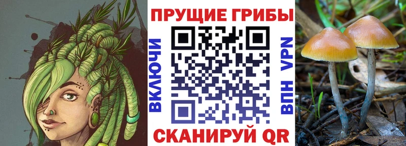 Галлюциногенные грибы Psilocybine cubensis дарк нет какой сайт Кирс ссылка на мегу tor